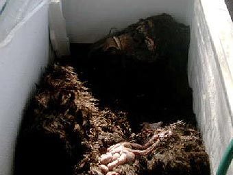    .    cryptomundo.com