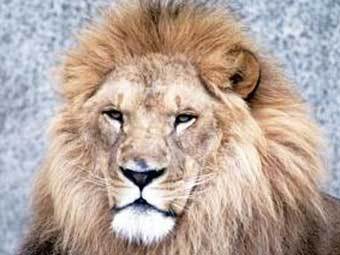     McCarthy s Wildlife Sanctuary