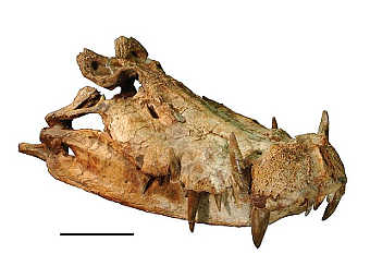      Kaprosuchus.   Ag.Ent   wikipedia.org
