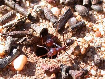   Pogonomyrmex barbatus.    uconn.edu