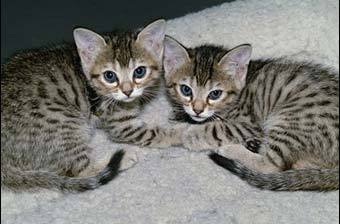      .     Genetic Savings & Clone